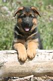 BERGER ALLEMAND 166